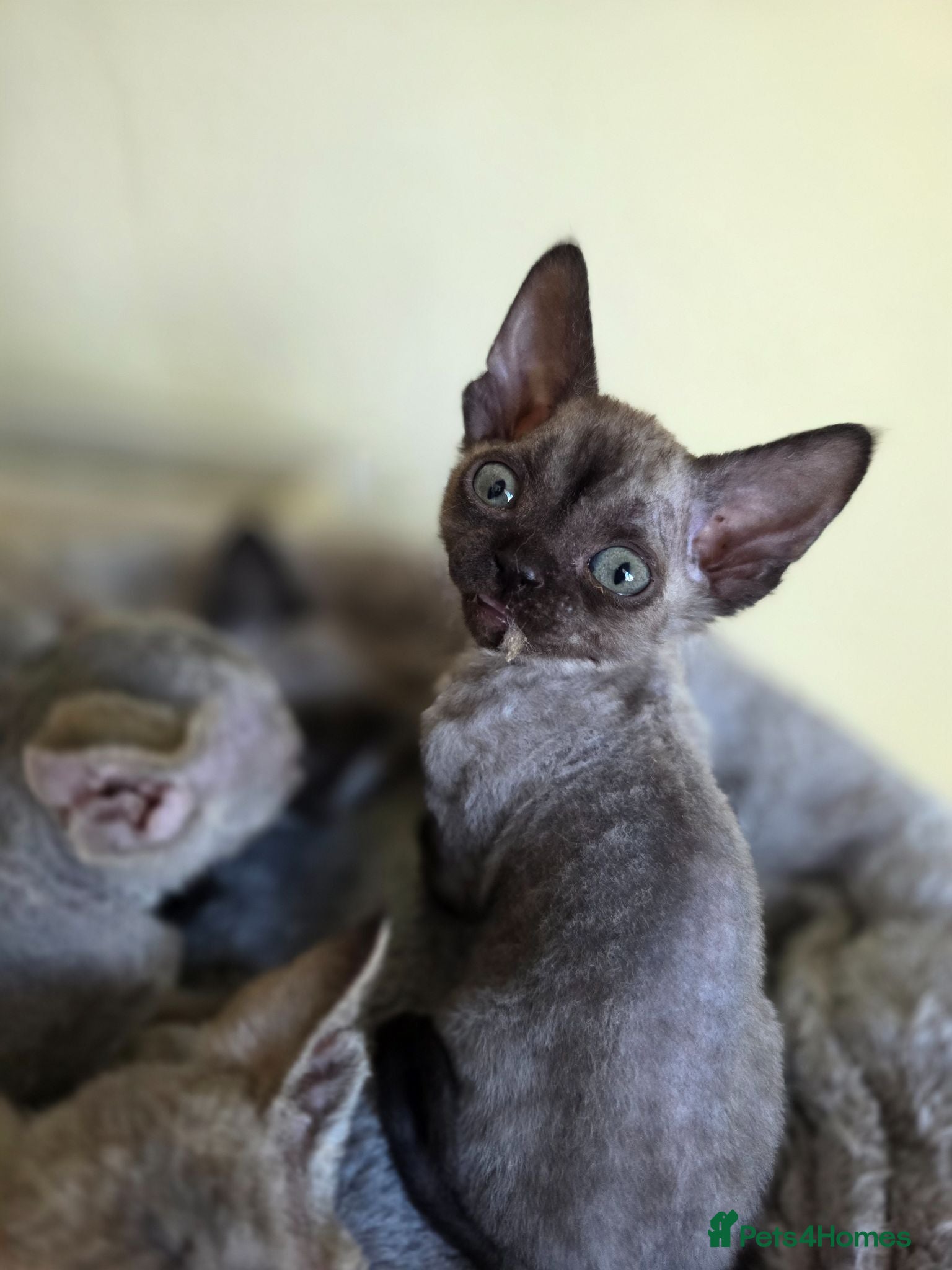 Devon Rex cats Pedigree TICA Registered Devon Rex - Advert 1