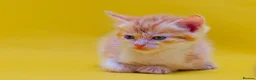 Mixed Breed cats for sale: Orange / ginger male kittens  in Stonehouse - Advert 13