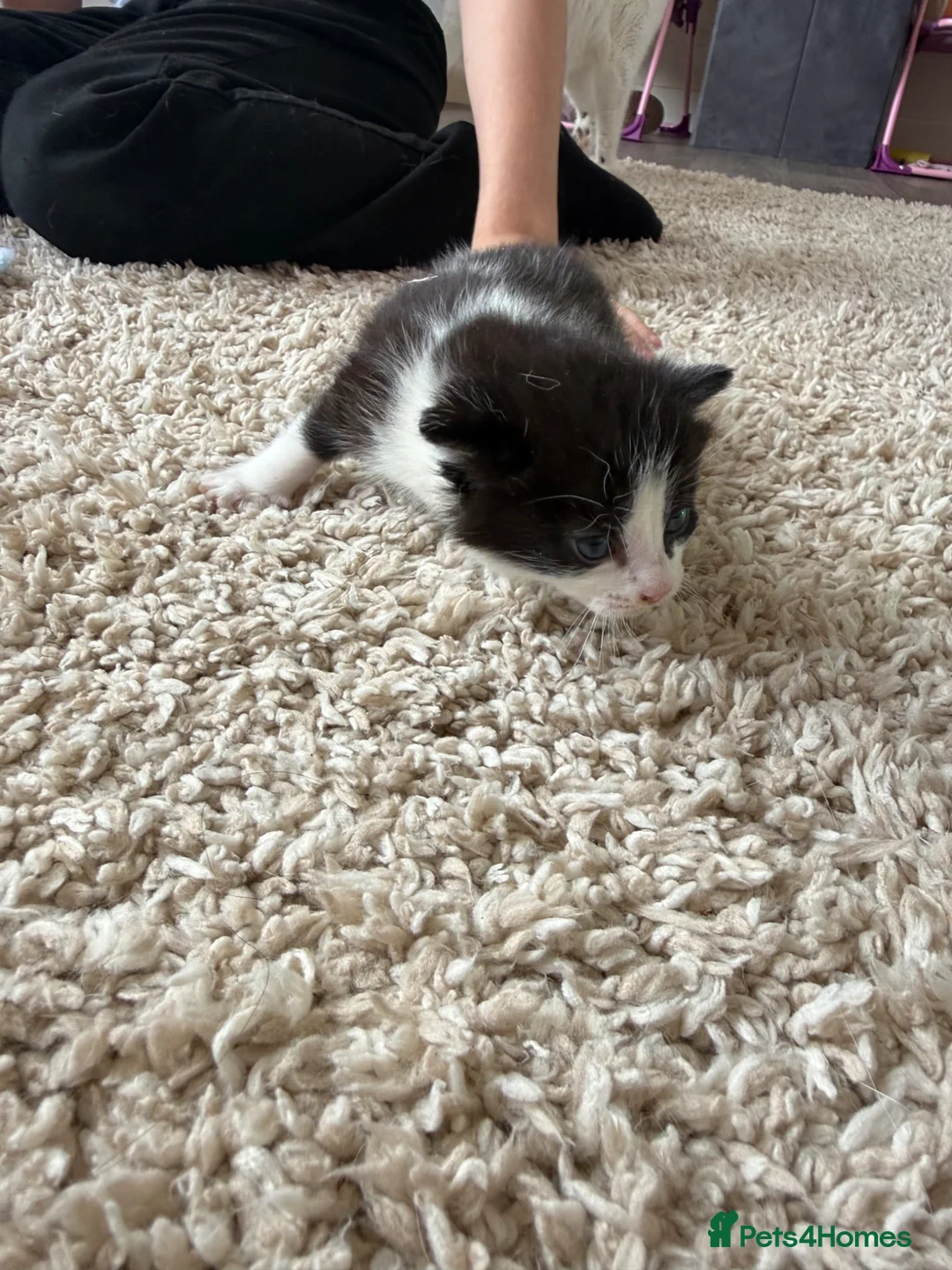 Mixed Breed cats for sale: Male kittens for sale  - Advert 10