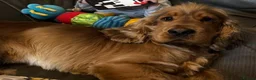 Cocker Spaniel dogs for sale: Show Type Cocker Spaniels - Advert 9