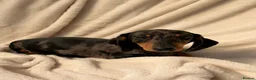 Miniature Dachshund dogs for sale: Gorgeous KC Minature Daxi puppies - Advert 8