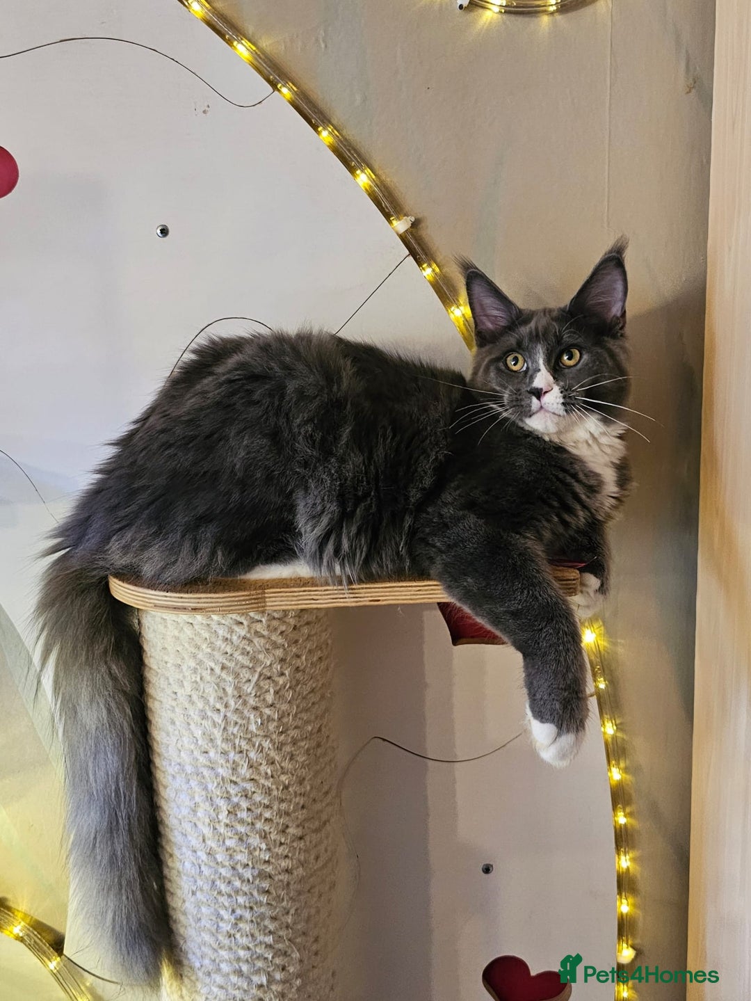 Maine Coon cats for sale: BLUE AND WHITE Maine Coons **last one left** - Advert 3
