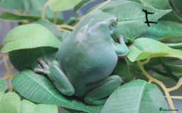Frog reptiles for sale: Trio of White’s Tree Frogs - Image 2