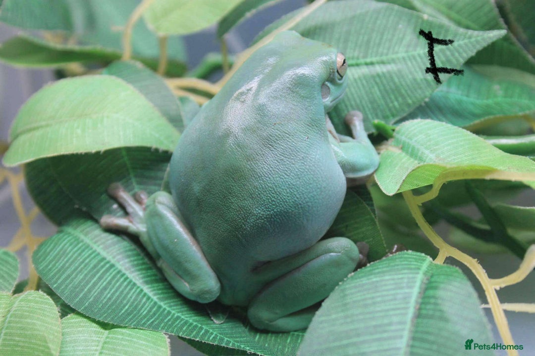Frog reptiles for sale: Trio of White’s Tree Frogs - Image 2