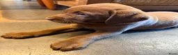 Labrador Retriever dogs for sale: Labrador puppies - Advert 3