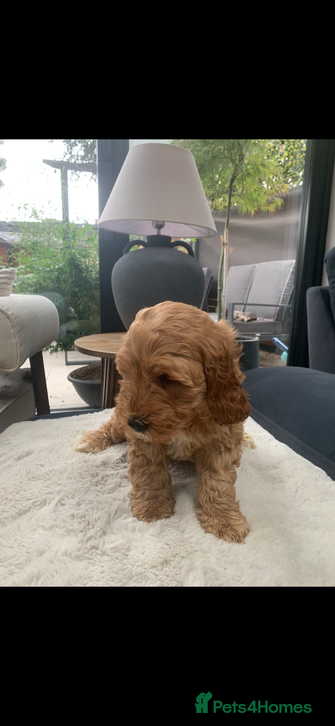 Australian Labradoodle dogs for sale: DNA Tested Miniature Labradoodle puppies  in Cottingham - Image 4