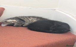 Domestic Shorthair cats for sale: Kind Homes Only – 4 Beautiful Healthy Kittens in Edgware - Image 24