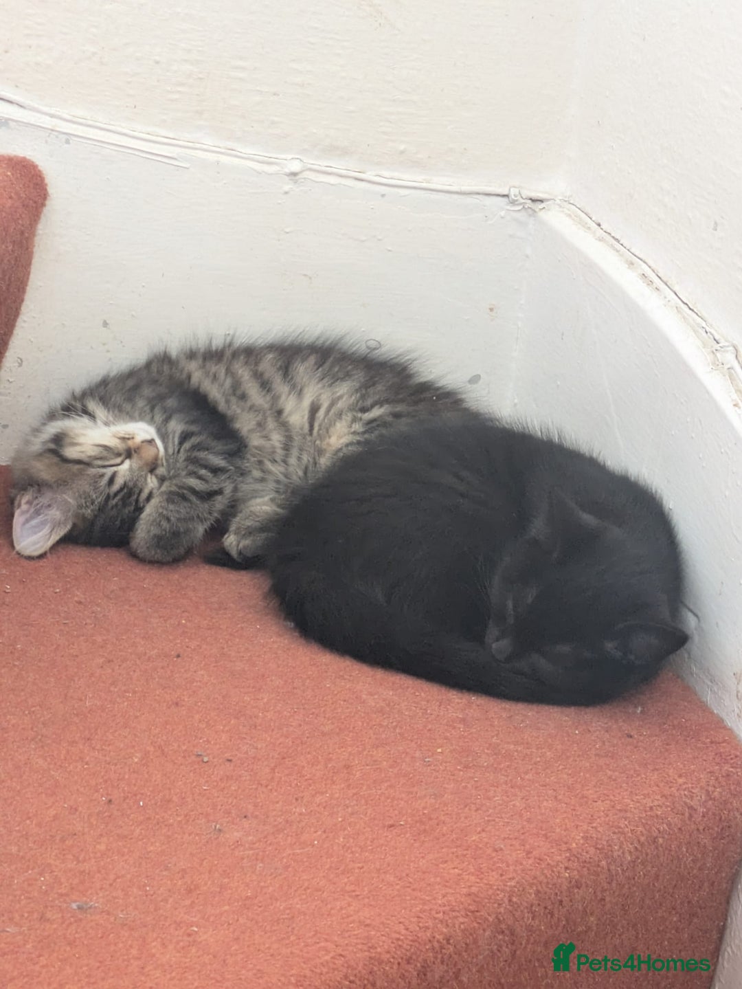 Domestic Shorthair cats for sale: Kind Homes Only – 4 Beautiful Healthy Kittens in Edgware - Image 24