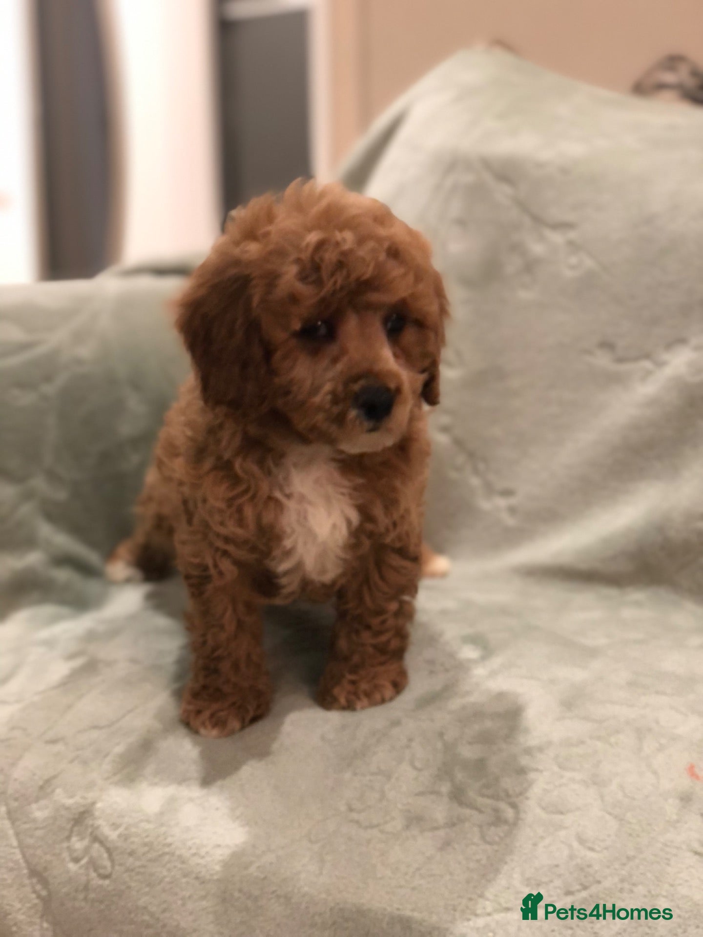 Cavapoo dogs 🐾Adventures of a curly cavapoo🐕 - Advert 1