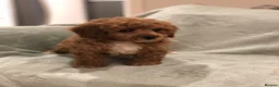 Cavapoo dogs for sale: 🐾Adventures of a curly cavapoo🐕 in Chessington - Advert 1