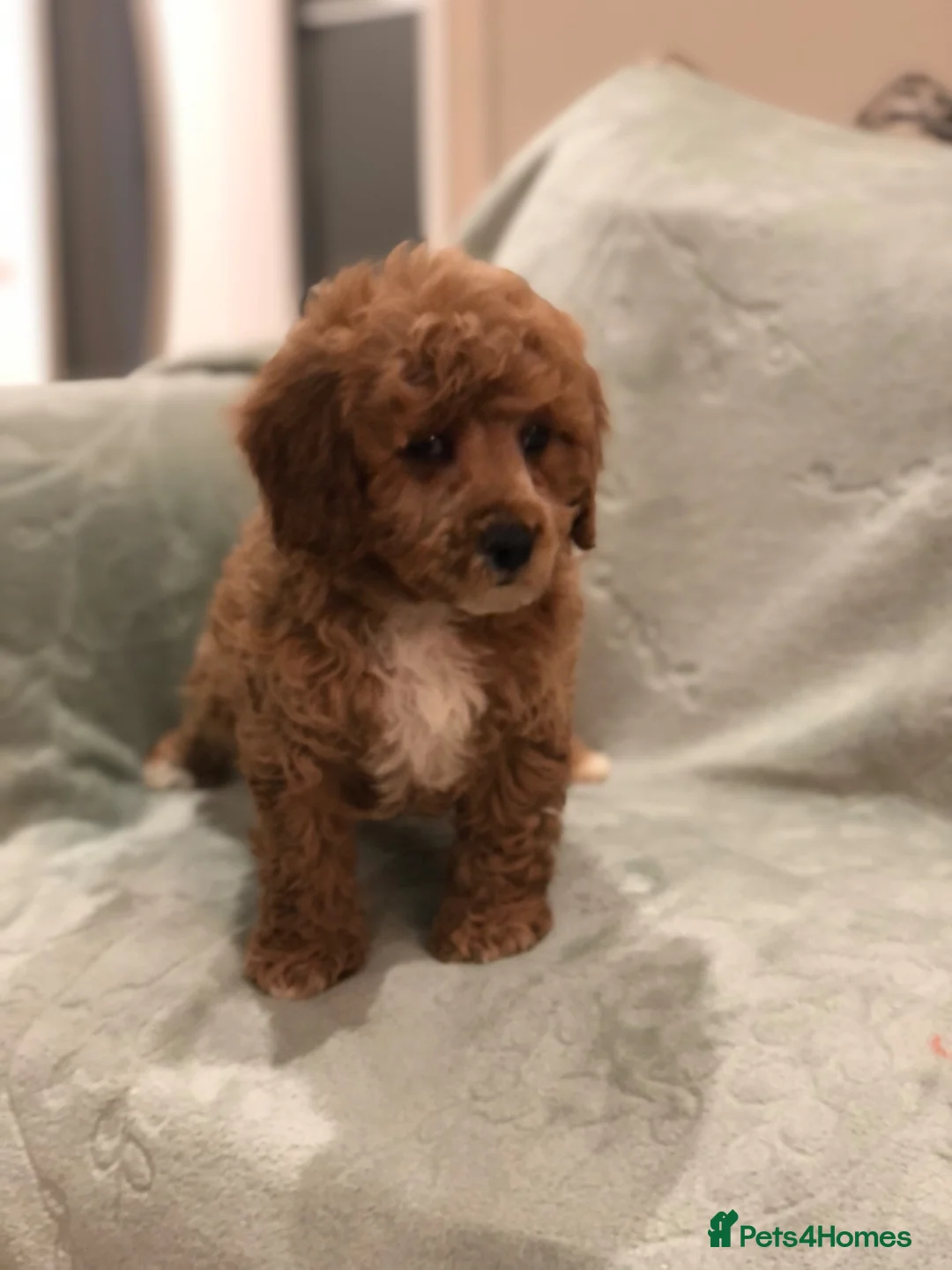 Cavapoo dogs for sale: 🐾Adventures of a curly cavapoo🐕 in Chessington - Advert 1