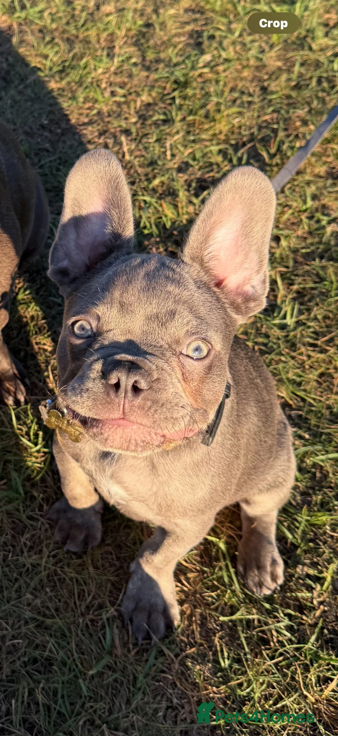 French Bulldog dogs for sale: French bulldog puppy  - Advert 2