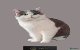 British Shorthair cats for stud: GCCF Registered Chunky British Shorthair Stud in Liverpool - Image 3