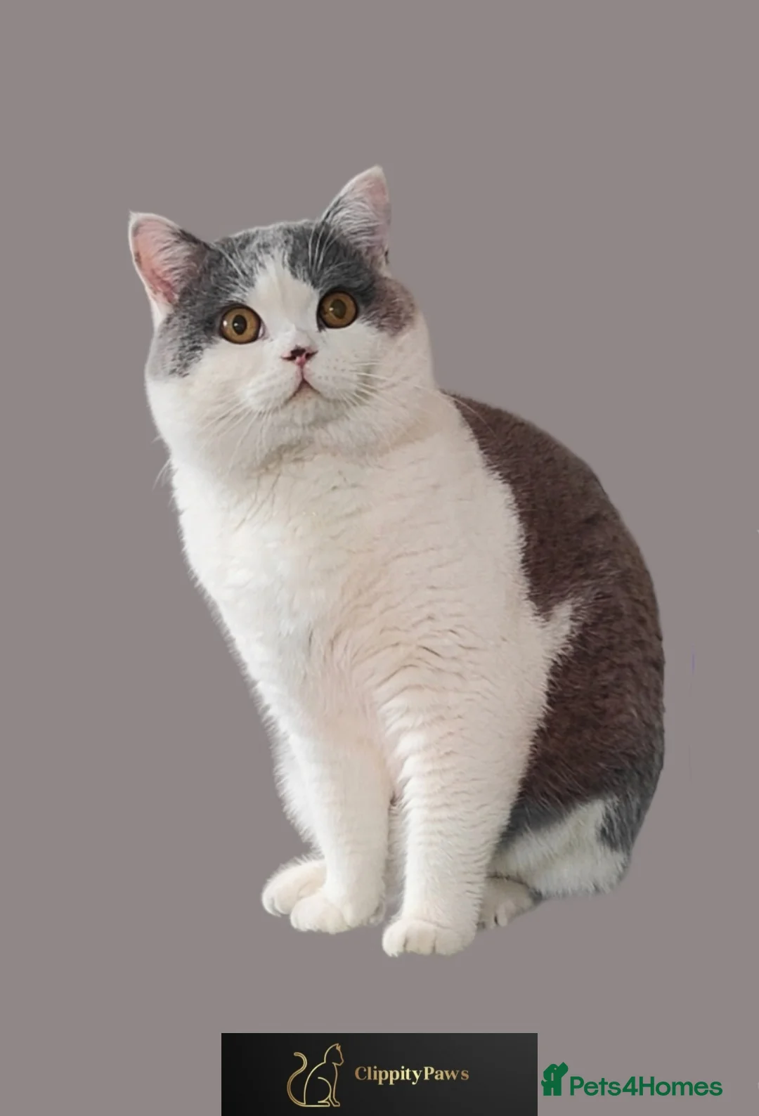 British Shorthair cats for stud: GCCF Registered Chunky British Shorthair Stud in Liverpool - Advert 3