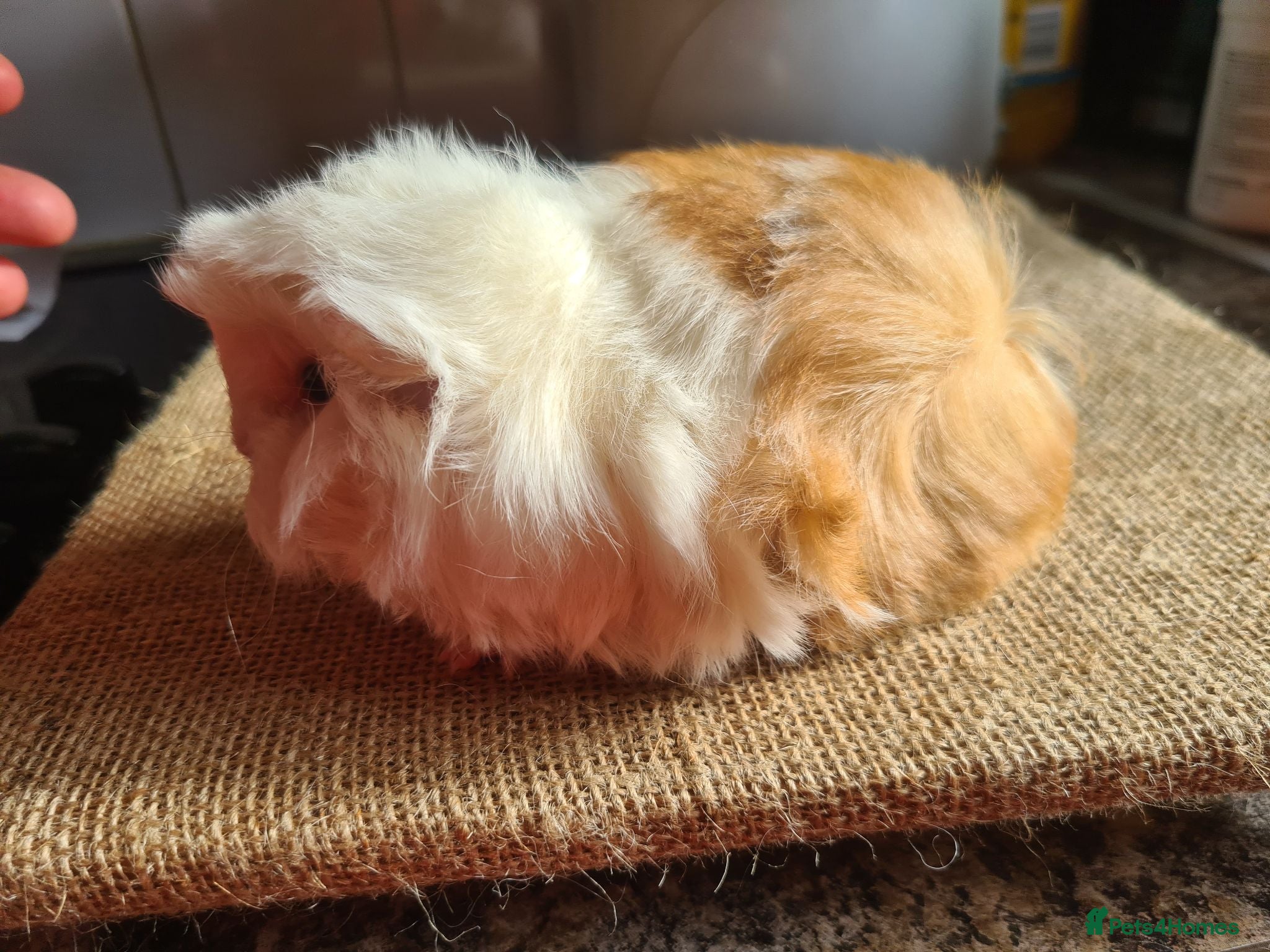 Guinea Pig rodents Pet peruvain boars avaible - Advert 5