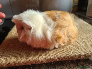 Guinea Pig rodents Pet peruvain boars avaible - Advert 7