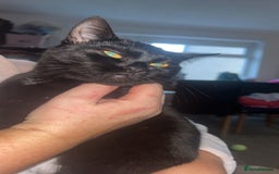 Persian cats for sale: Kittens for sale  - Image 4