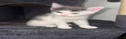 Mixed Breed cats for sale: Ragdoll X - Advert 5
