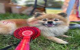 Pomeranian dogs for sale: Pomeranian Pups - Ready for new homes 💕 - Advert 19