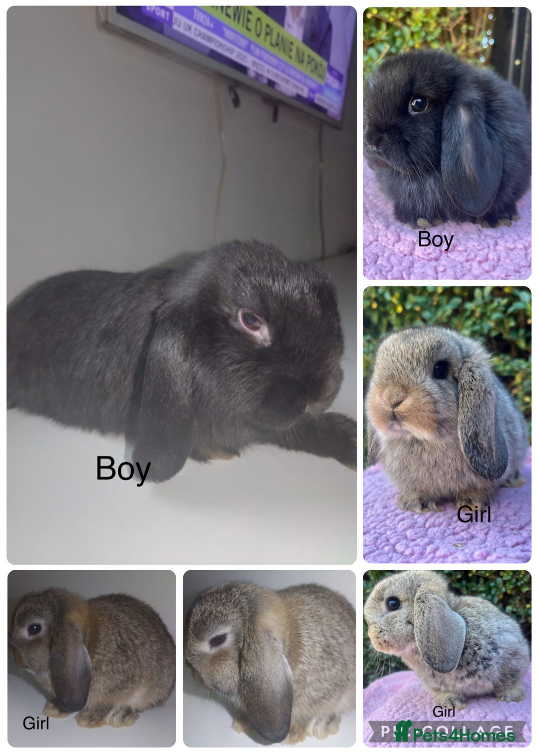 Mini Lop rabbits for sale: Mini lops available  - Advert 2