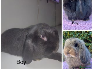 Mini Lop rabbits Mini lops available - Advert 18