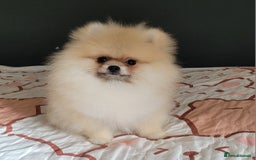 Pomeranian dogs for sale: XXS🐶KC REG🐾Pomeranian Puppies for sale🐶 in Brentwood - Image 13