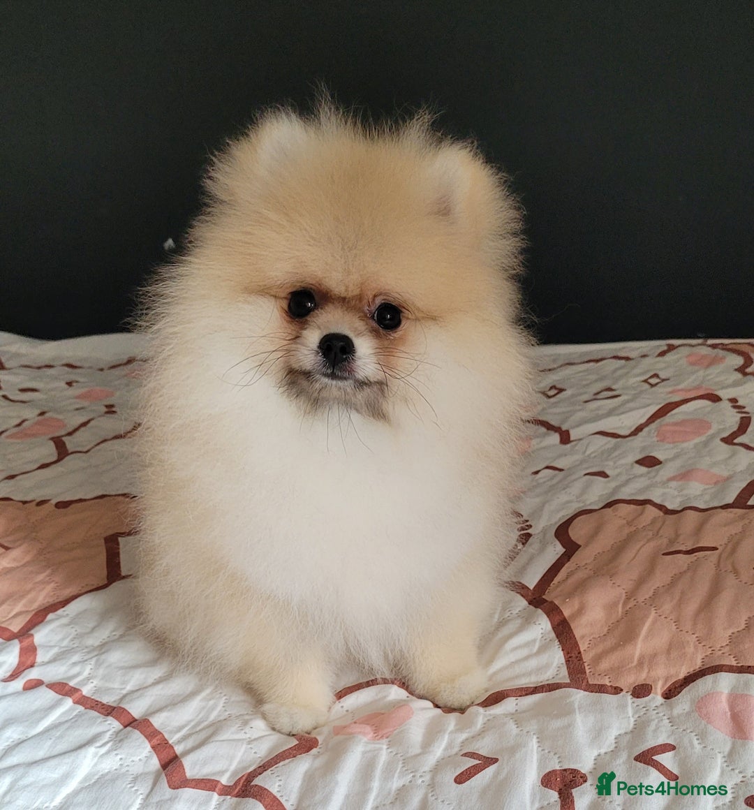 Pomeranian dogs for sale: XXS🐶KC REG🐾Pomeranian Puppies for sale🐶 in Brentwood - Image 13