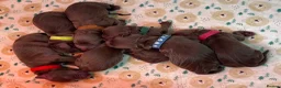 Cocker Spaniel dogs for sale: Kennel club working cocker spaniels  - Advert 10