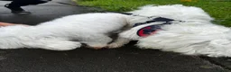 Maltese dogs for stud: Bichon Maltese Male for Stud - Advert 3