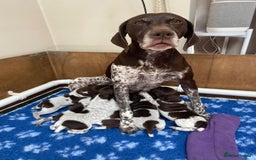 German Shorthaired Pointer dogs for sale: Gorgeous litter of German Shorthair puppies - Image 21