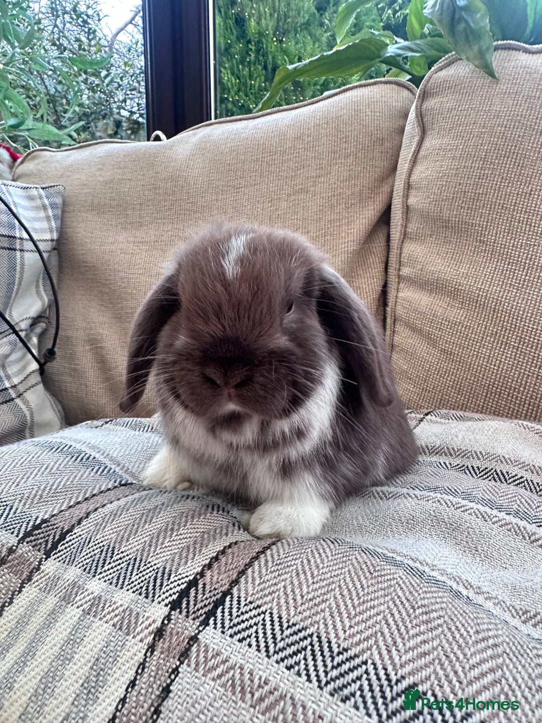 Mini Lop rabbits for sale: Mini lop baby rabbits  - Advert 3