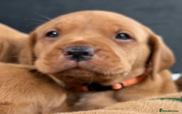 Labrador Retriever dogs for sale: Kc fox red Labrador puppies ready this weekend - Image 14