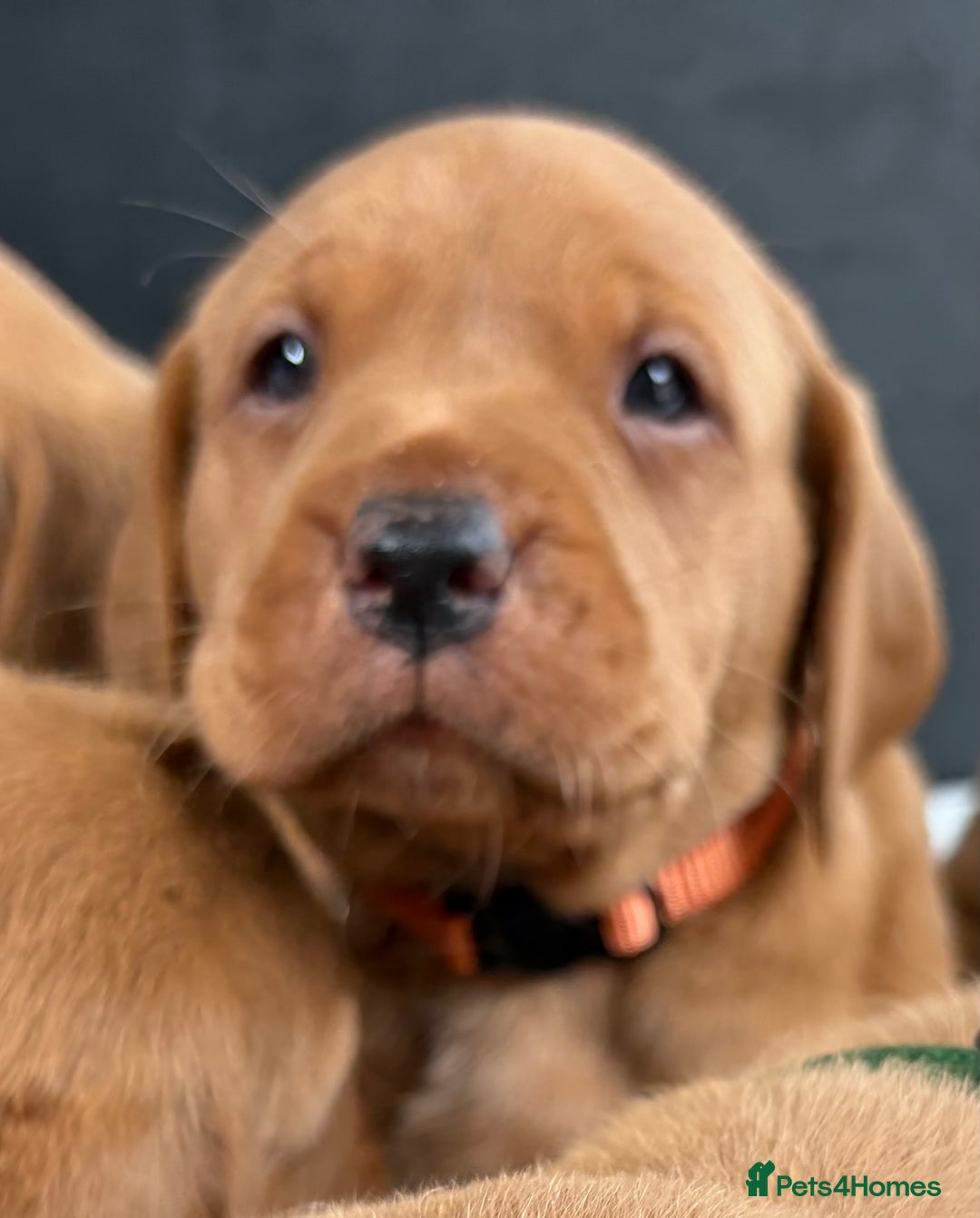 Labrador Retriever dogs for sale: Kc fox red Labrador puppies ready this weekend - Image 14