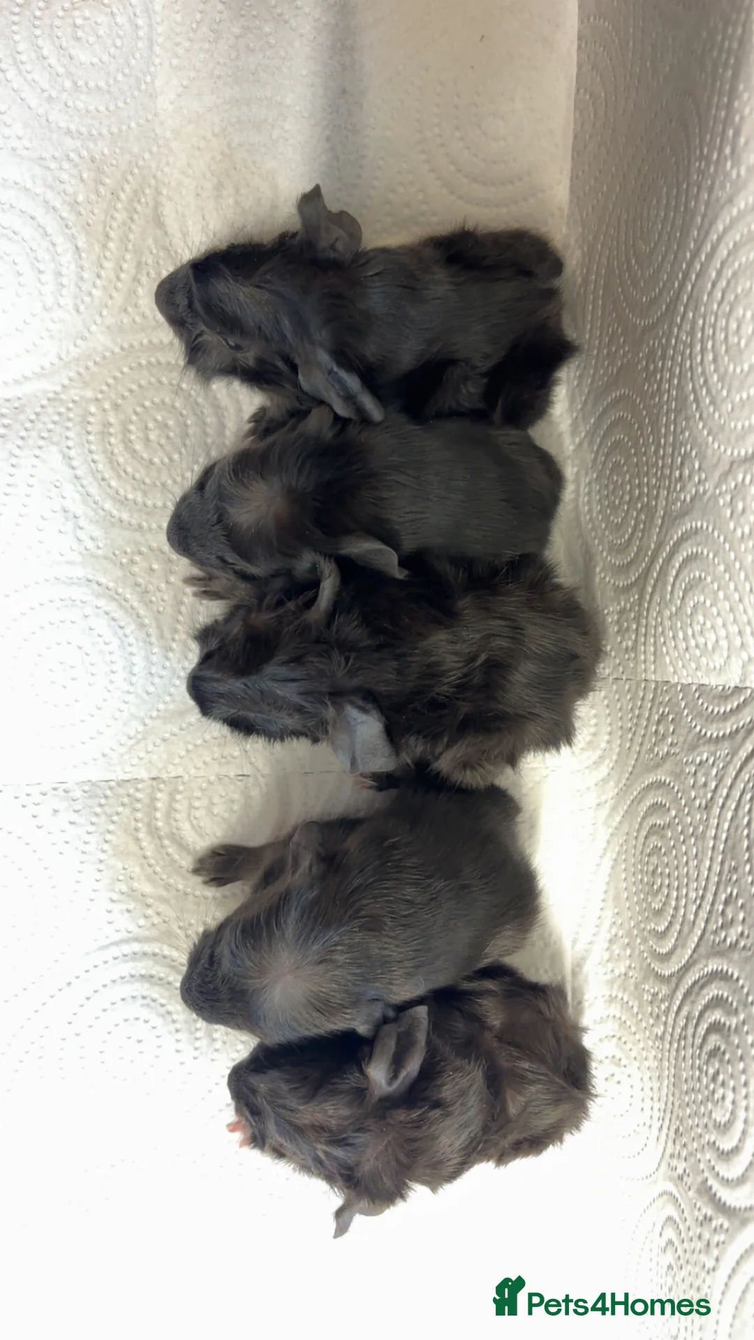 Guinea Pig rodents for sale: Beautiful babies BORN/ready 2 reserve  - Advert 17