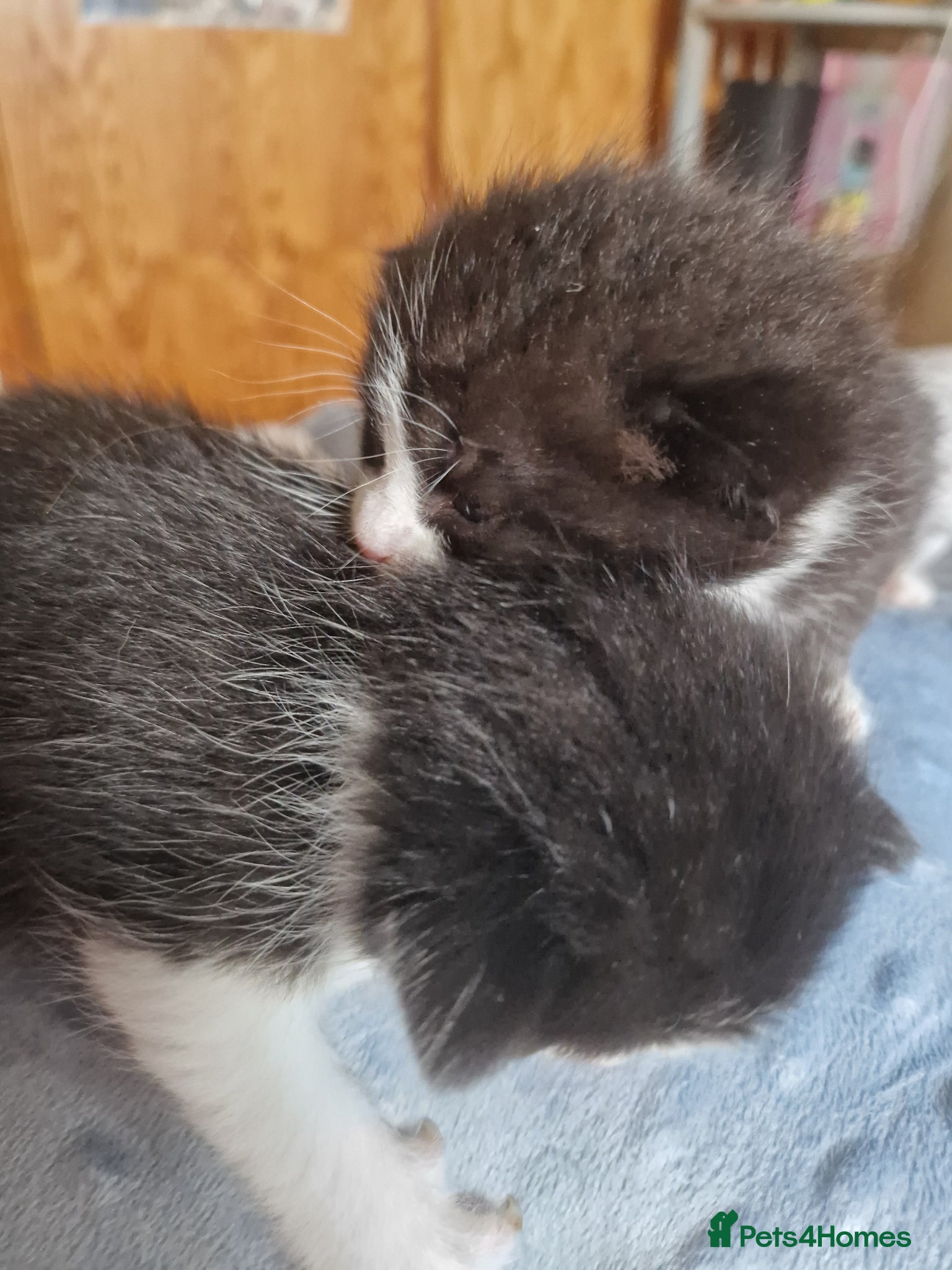 Mixed Breed cats for sale: Cat Tuxedo (Felix) - Advert 3