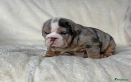English Bulldog dogs for sale: British bulldog  - Image 11