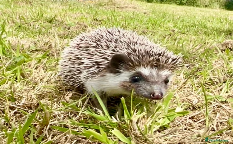 Pygmy Hedgehog rodents - Advert 8