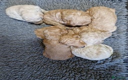 Poodle dogs for sale: Poodle pups.  Ready now - Image 3