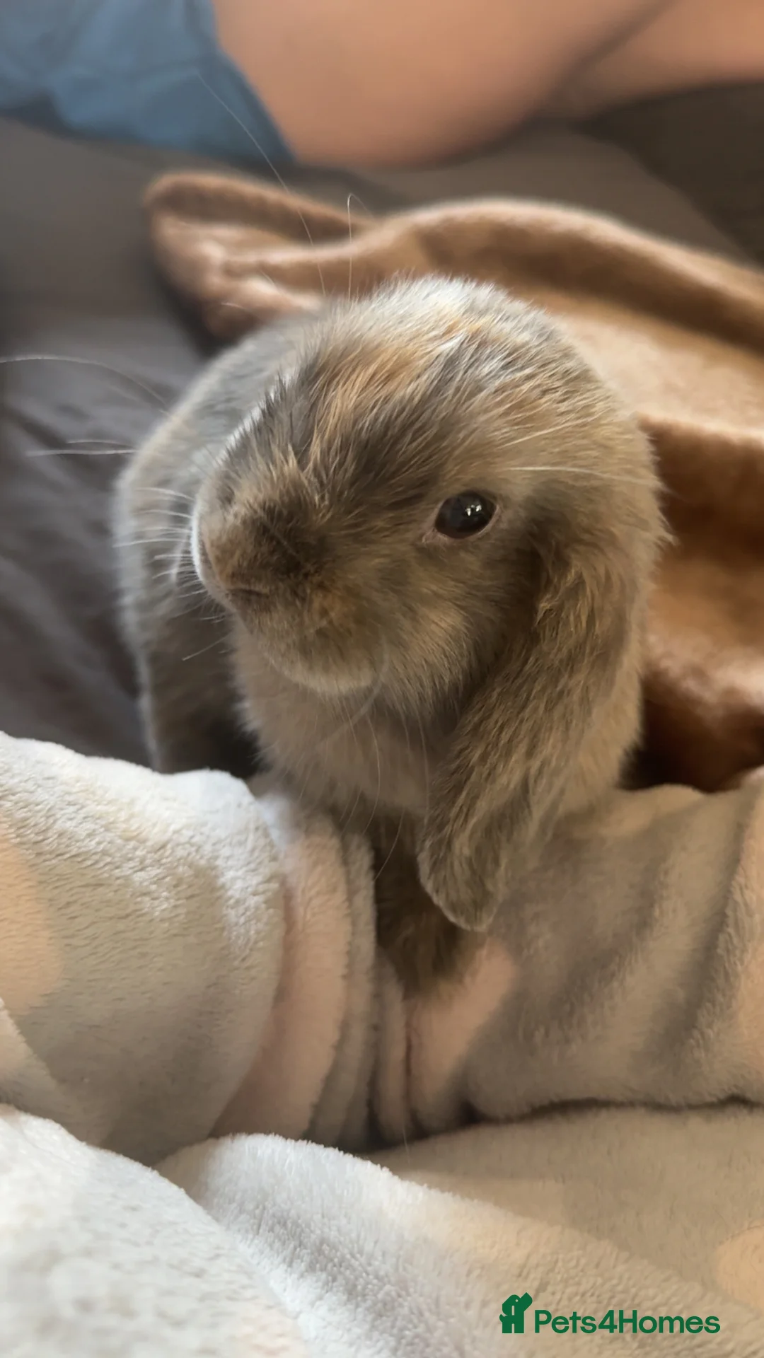 Mini Lop rabbits for sale: Harlequin mini lop for adoption  - Advert 1