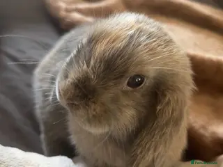 Mini Lop rabbits Harlequin mini lop for adoption - Advert 1