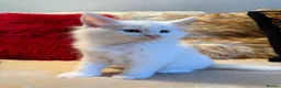 Maine Coon cats for sale: 🐾 beautiful maine coon kittens  - Advert 19
