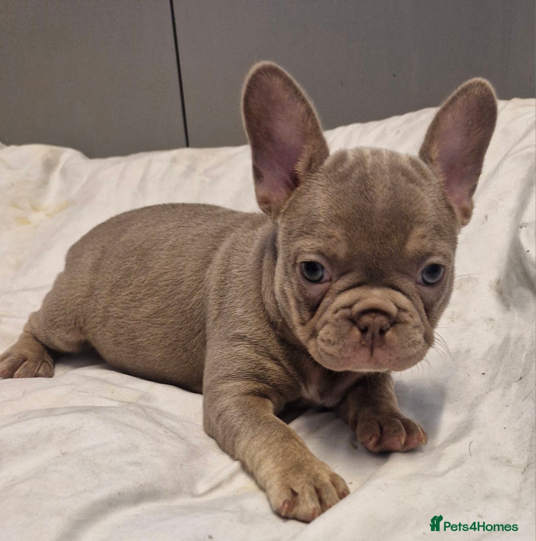 French Bulldog dogs for sale: Last 2 females dwkc frenchies - Image 9
