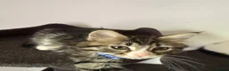 Ragcoon cats for sale: RAGCOONS ragdoll mainecoons  - Advert 14