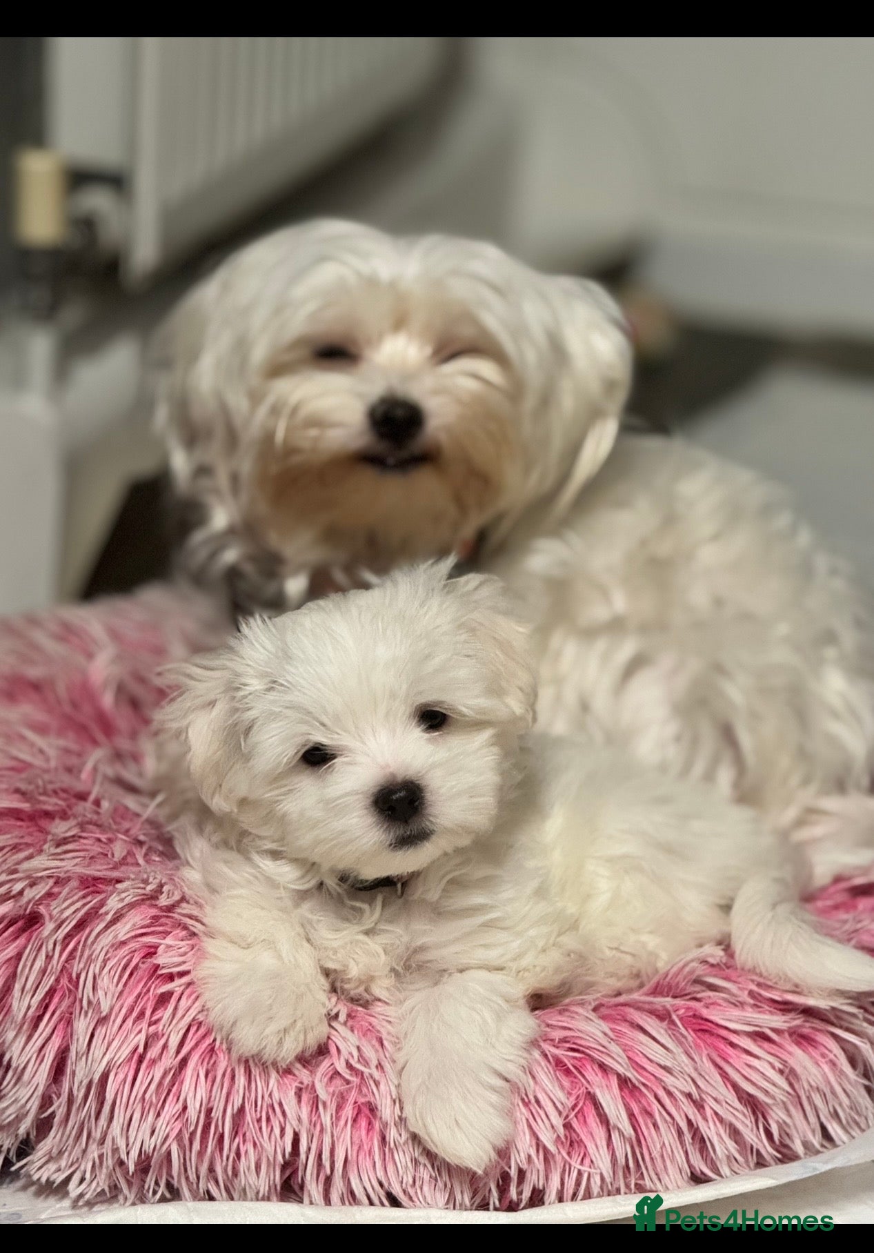 Maltese dogs PUREBRED BEAUTIFUL GIRL MALTESE !!! - Advert 1