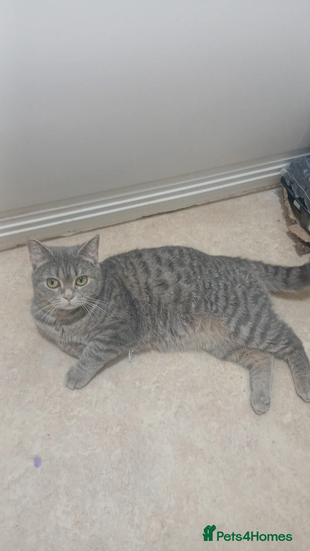 British Shorthair cats for sale: Kitten for sale  - Advert 2