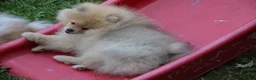 Pomeranian dogs for sale: Bentley – Beautiful Silver-Toned Pomeranian Boy 🐾 - Advert 17