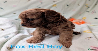 Cavapoo dogs - Advert 2