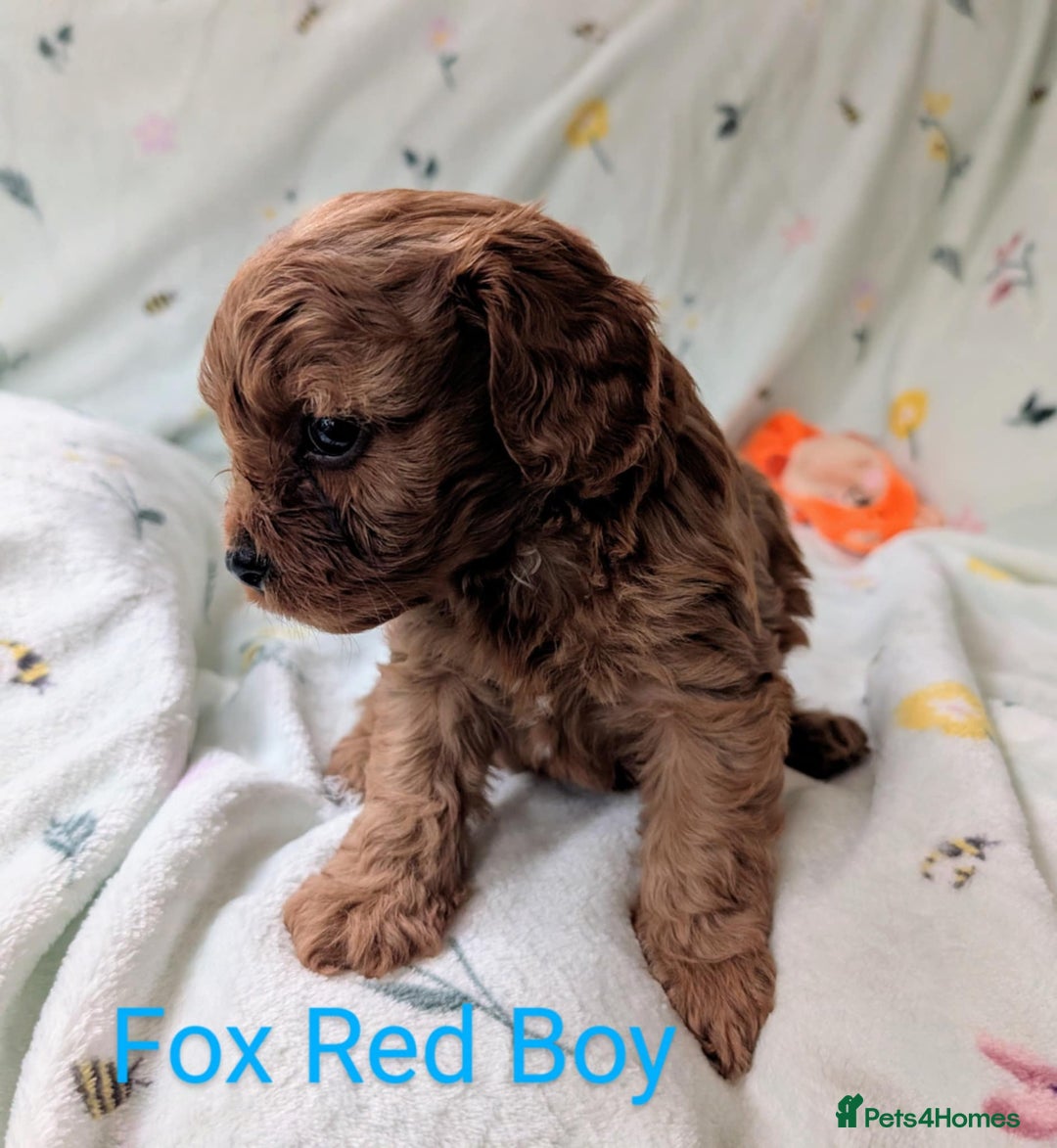 Cavapoo dogs for sale: Stunning Cavapoo puppies, Red. Apricot and Phantom - Image 3