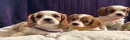 Cavalier King Charles Spaniel dogs for sale: Stunning cavalier King Charles puppies  - Advert 12