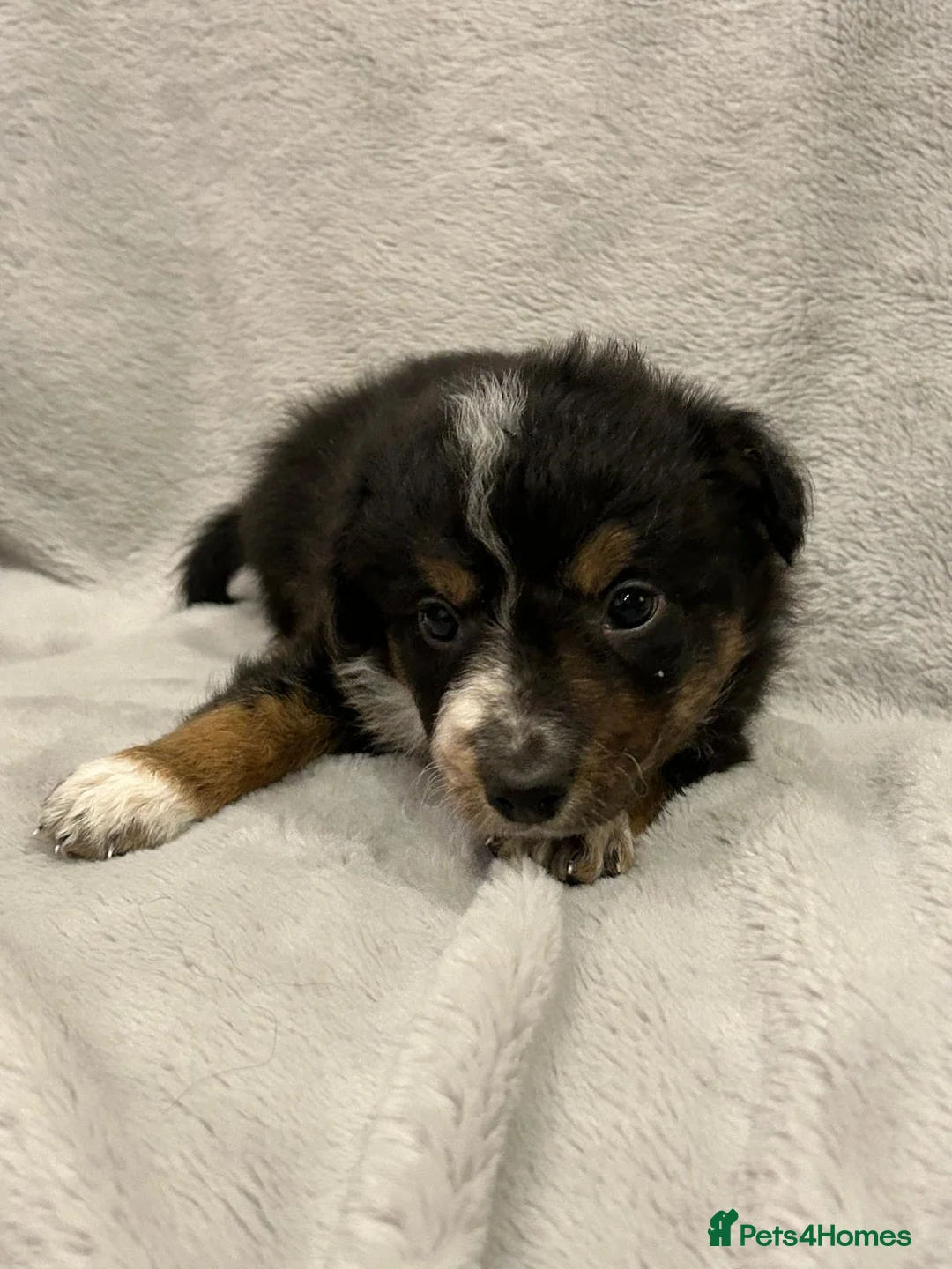 Border Collie dogs for sale: Border collie puppies  - Advert 9